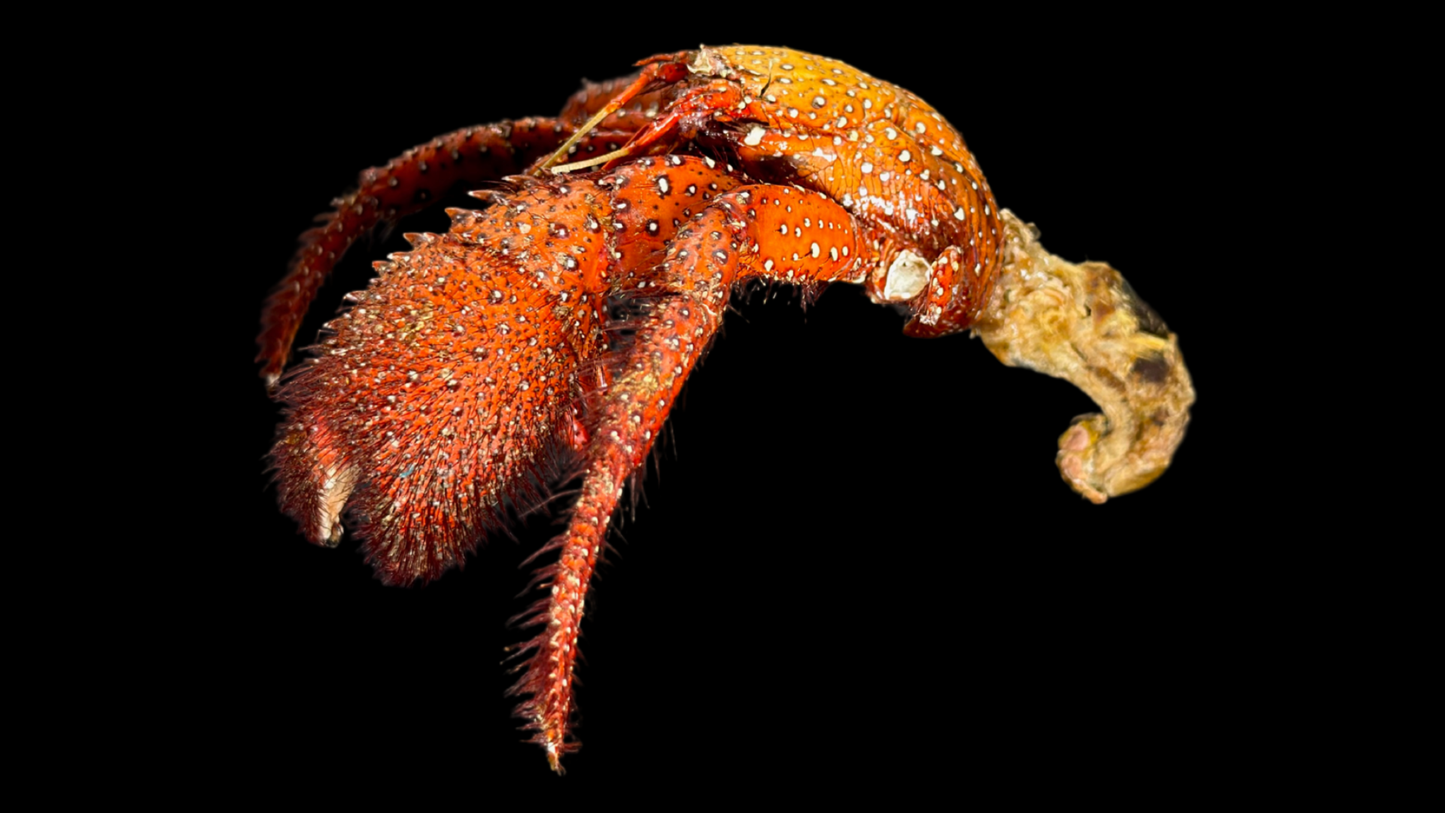 Hermit Crab (Pagurus sinuatus) | Preserved Crab Specimen | Real Marine Hermit Crab