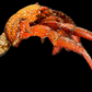 Hermit Crab (Pagurus sinuatus) | Preserved Crab Specimen | Real Marine Hermit Crab