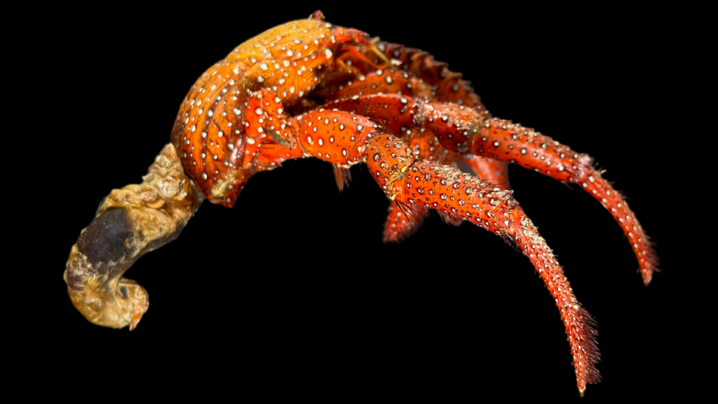 Hermit Crab (Pagurus sinuatus) | Preserved Crab Specimen | Real Marine Hermit Crab