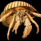 Hermit Crab in Tonna Shell (Paguroidea) | Preserved Crab Specimen | Real Marine Hermit Crab