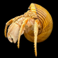 Hermit Crab in Tonna Shell (Paguroidea) | Preserved Crab Specimen | Real Marine Hermit Crab