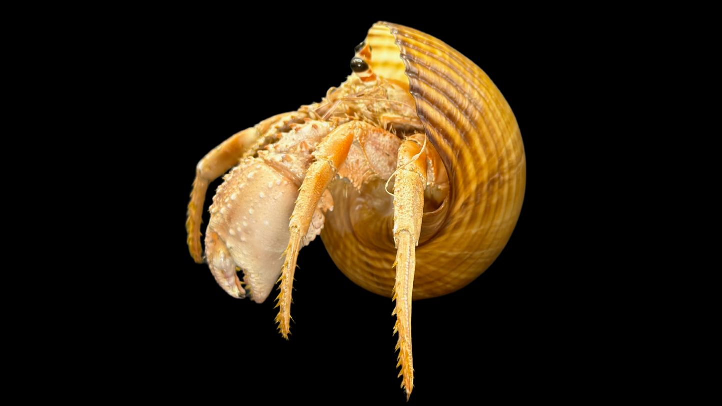 Hermit Crab in Tonna Shell (Paguroidea) | Preserved Crab Specimen | Real Marine Hermit Crab