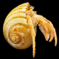 Hermit Crab in Tonna Shell (Paguroidea) | Preserved Crab Specimen | Real Marine Hermit Crab