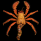 Hermit Crab (Pagurus sinuatus) | Preserved Crab Specimen | Real Marine Hermit Crab