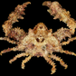 Horrid Elbow Crab (Daldorfia horrida) | Preserved Crab Specimen | Real Elbow Crab