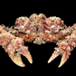 Horrid Elbow Crab (Daldorfia horrida) | Preserved Crab Specimen | Real Elbow Crab