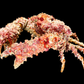 Horrid Elbow Crab (Daldorfia horrida) | Preserved Crab Specimen | Real Elbow Crab