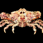 Horrid Elbow Crab (Daldorfia horrida) | Preserved Crab Specimen | Real Elbow Crab