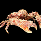 Horrid Elbow Crab (Daldorfia horrida) | Preserved Crab Specimen | Real Elbow Crab
