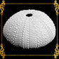 House Of Sea Urchin