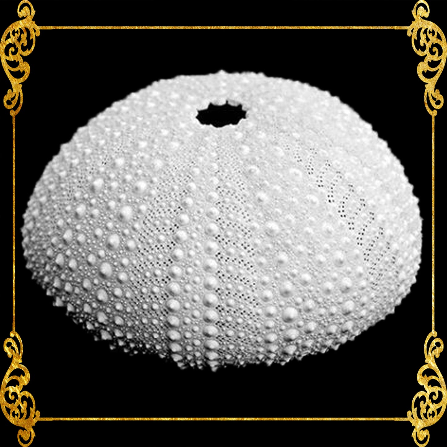 House Of Sea Urchin