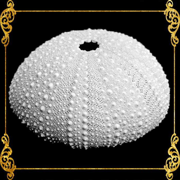 House Of Sea Urchin