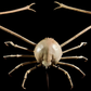 Japanese Spider Crab (Macrocheira kaempferi) | Preserved Crab Specimen | Real Marine Crab
