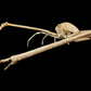 Japanese Spider Crab (Macrocheira kaempferi) | Preserved Crab Specimen | Real Marine Crab