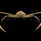 Japanese Spider Crab (Macrocheira kaempferi) | Preserved Crab Specimen | Real Marine Crab