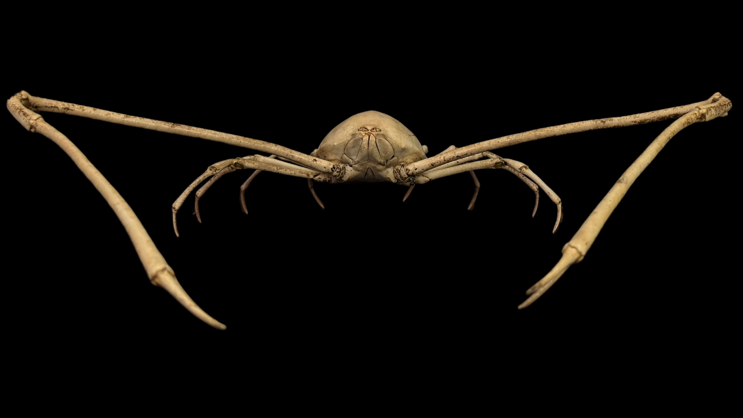 Japanese Spider Crab (Macrocheira kaempferi) | Preserved Crab Specimen | Real Marine Crab