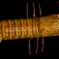 Japanese Mantis Shrimp (Oratosquilla mikado) | Preserved Mantis Shrimp Specimen | Real Marine Crustacean