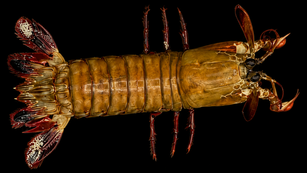 Japanese Mantis Shrimp (Oratosquilla mikado) | Preserved Mantis Shrimp Specimen | Real Marine Crustacean