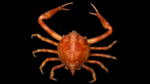 Kelp Crab (Pugettia producta) | Preserved Crab Specimen | Real Kelp Shore Crab