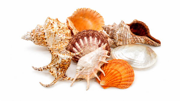 Extra Large Shells