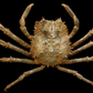 Lesser Spider Crab (Maja crispata) | Preserved Crab Specimen | Real Marine Crab