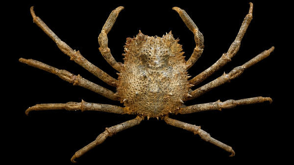 Lesser Spider Crab (Maja crispata) | Preserved Crab Specimen | Real Marine Crab