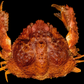 Leucosiid Crab | Preserved Crab Specimen | Real Marine Crab