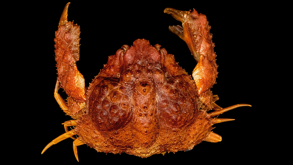 Leucosiid Crab | Preserved Crab Specimen | Real Marine Crab