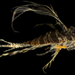 Lionfish (Pterois volitans) | Preserved Fish Specimen | Real Red Lionfish