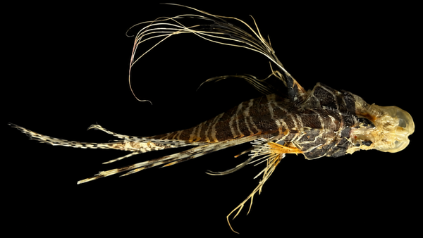 Lionfish (Pterois volitans) | Preserved Fish Specimen | Real Red Lionfish