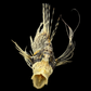 Lionfish (Pterois volitans) | Preserved Fish Specimen | Real Red Lionfish
