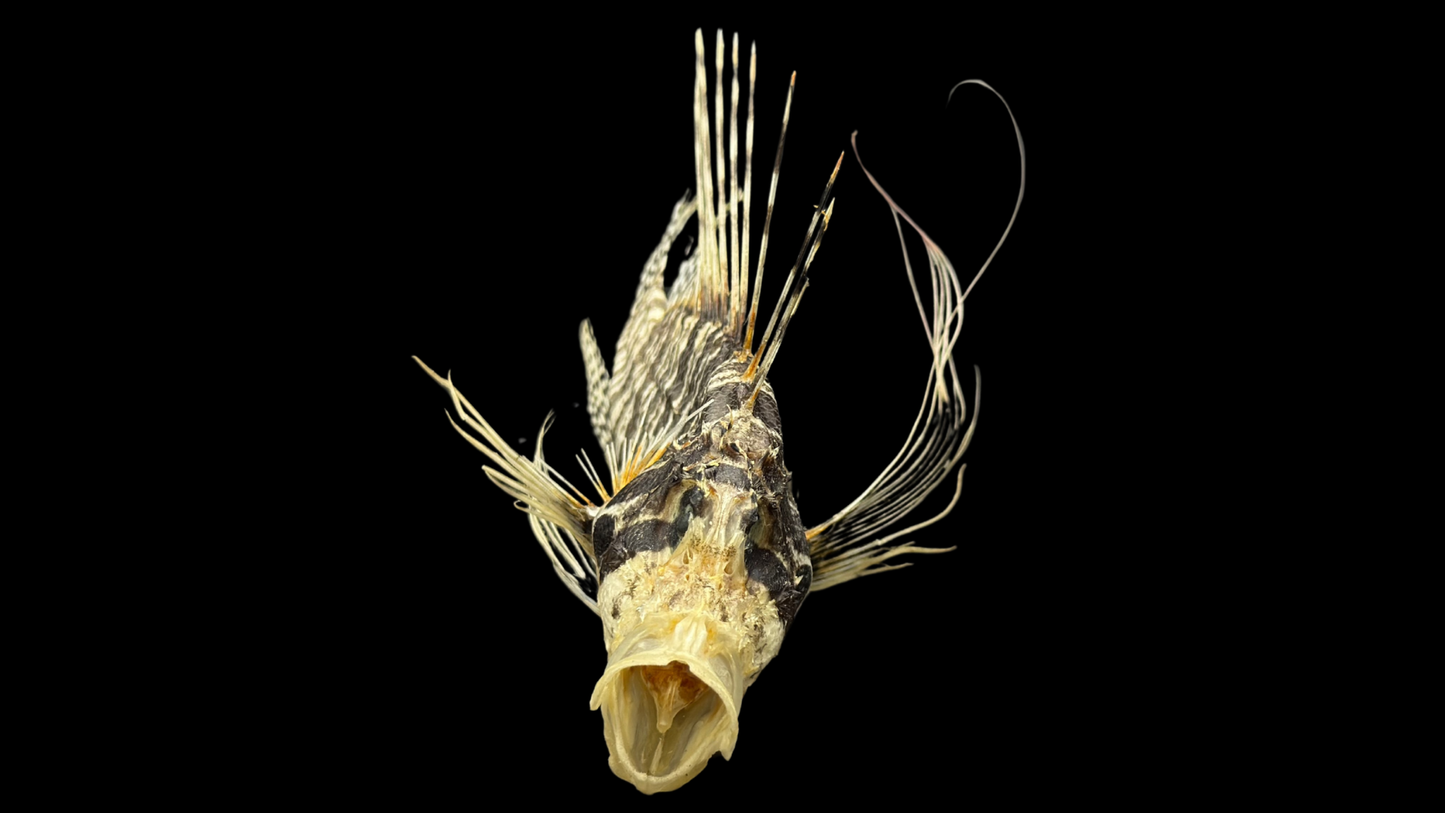 Lionfish (Pterois volitans) | Preserved Fish Specimen | Real Red Lionfish