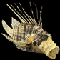 Lionfish (Pterois volitans) | Preserved Fish Specimen | Real Red Lionfish