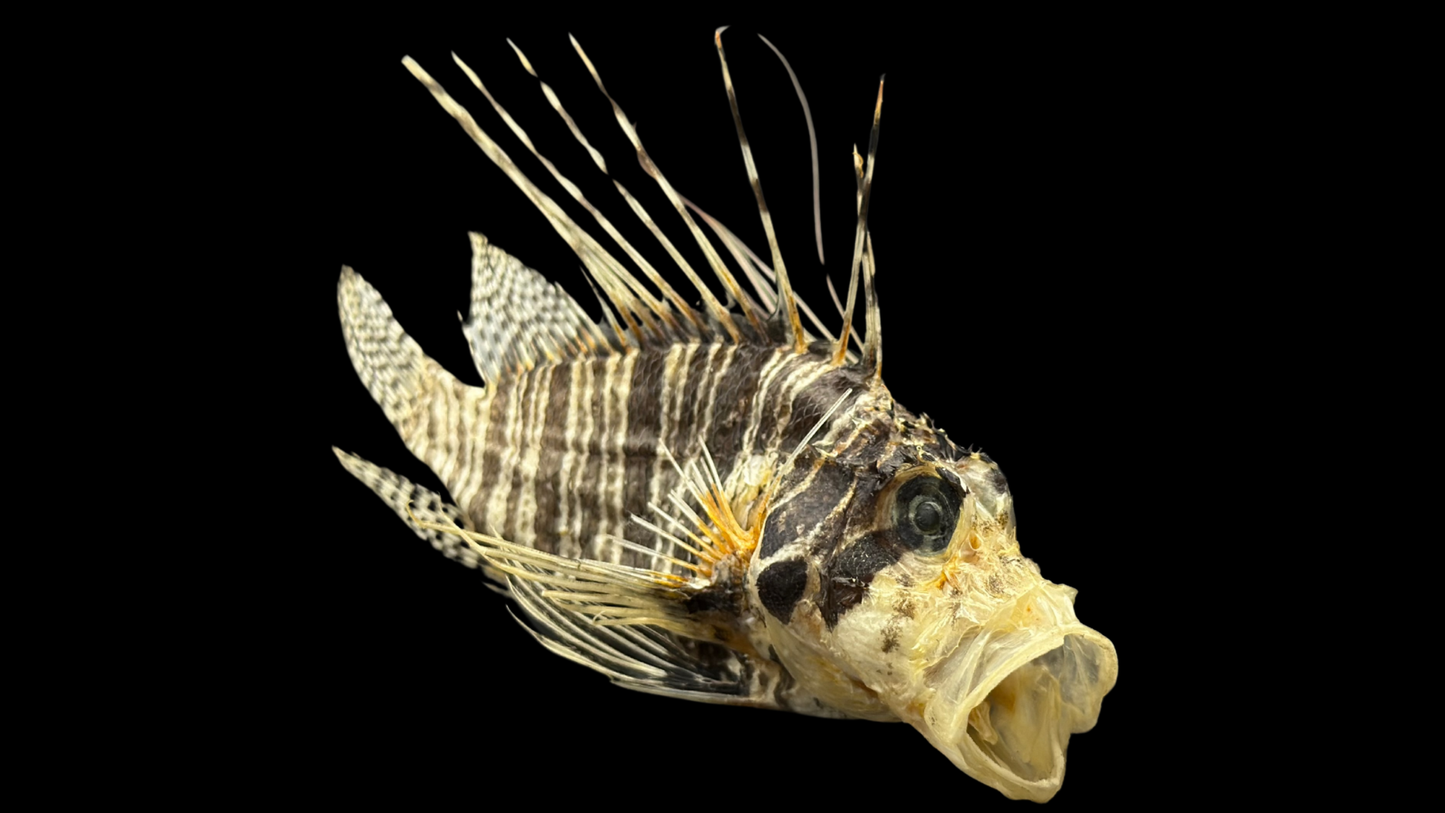 Lionfish (Pterois volitans) | Preserved Fish Specimen | Real Red Lionfish