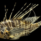 Lionfish (Pterois volitans) | Preserved Fish Specimen | Real Red Lionfish