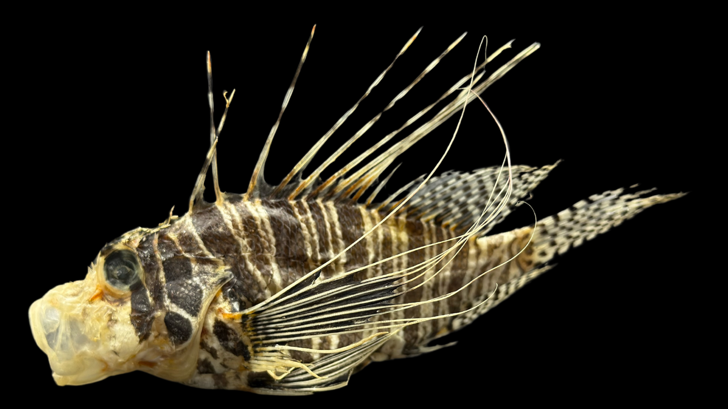 Lionfish (Pterois volitans) | Preserved Fish Specimen | Real Red Lionfish
