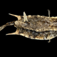 Longhorn Cowfish (Lactoria cornuta) | Preserved Fish Specimen | Real Longhorn Boxfish