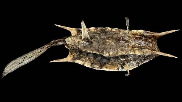 Longhorn Cowfish (Lactoria cornuta) | Preserved Fish Specimen | Real Longhorn Boxfish