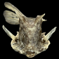 Longhorn Cowfish (Lactoria cornuta) | Preserved Fish Specimen | Real Longhorn Boxfish