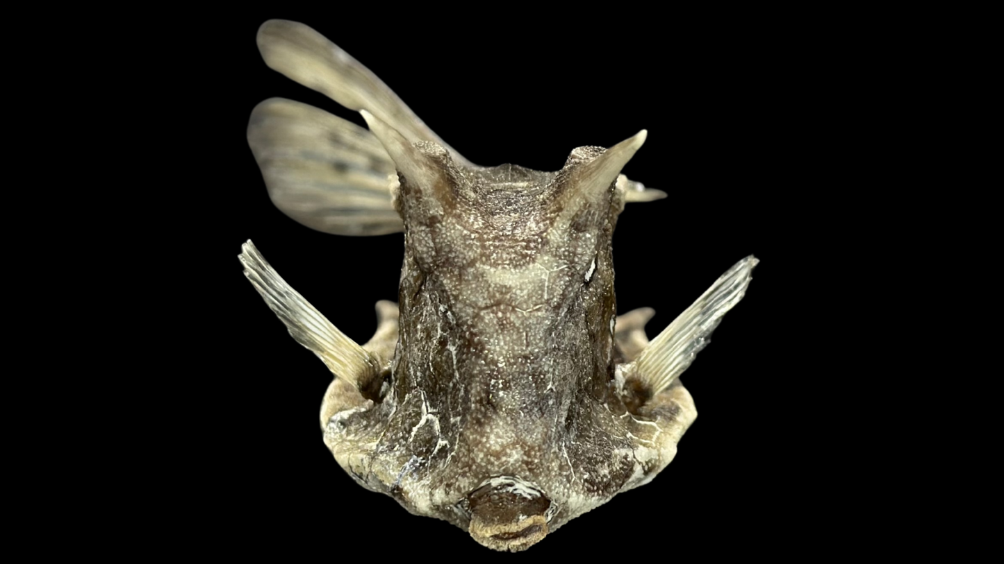 Longhorn Cowfish (Lactoria cornuta) | Preserved Fish Specimen | Real Longhorn Boxfish