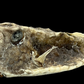 Longhorn Cowfish (Lactoria cornuta) | Preserved Fish Specimen | Real Longhorn Boxfish