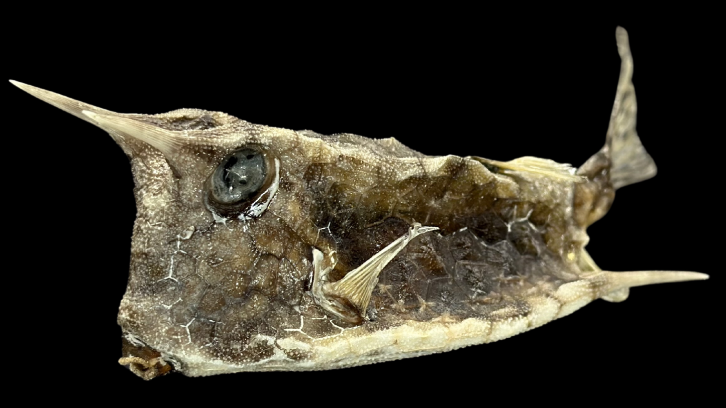 Longhorn Cowfish (Lactoria cornuta) | Preserved Fish Specimen | Real Longhorn Boxfish