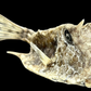 Longhorn Cowfish (Lactoria cornuta) | Preserved Fish Specimen | Real Longhorn Boxfish