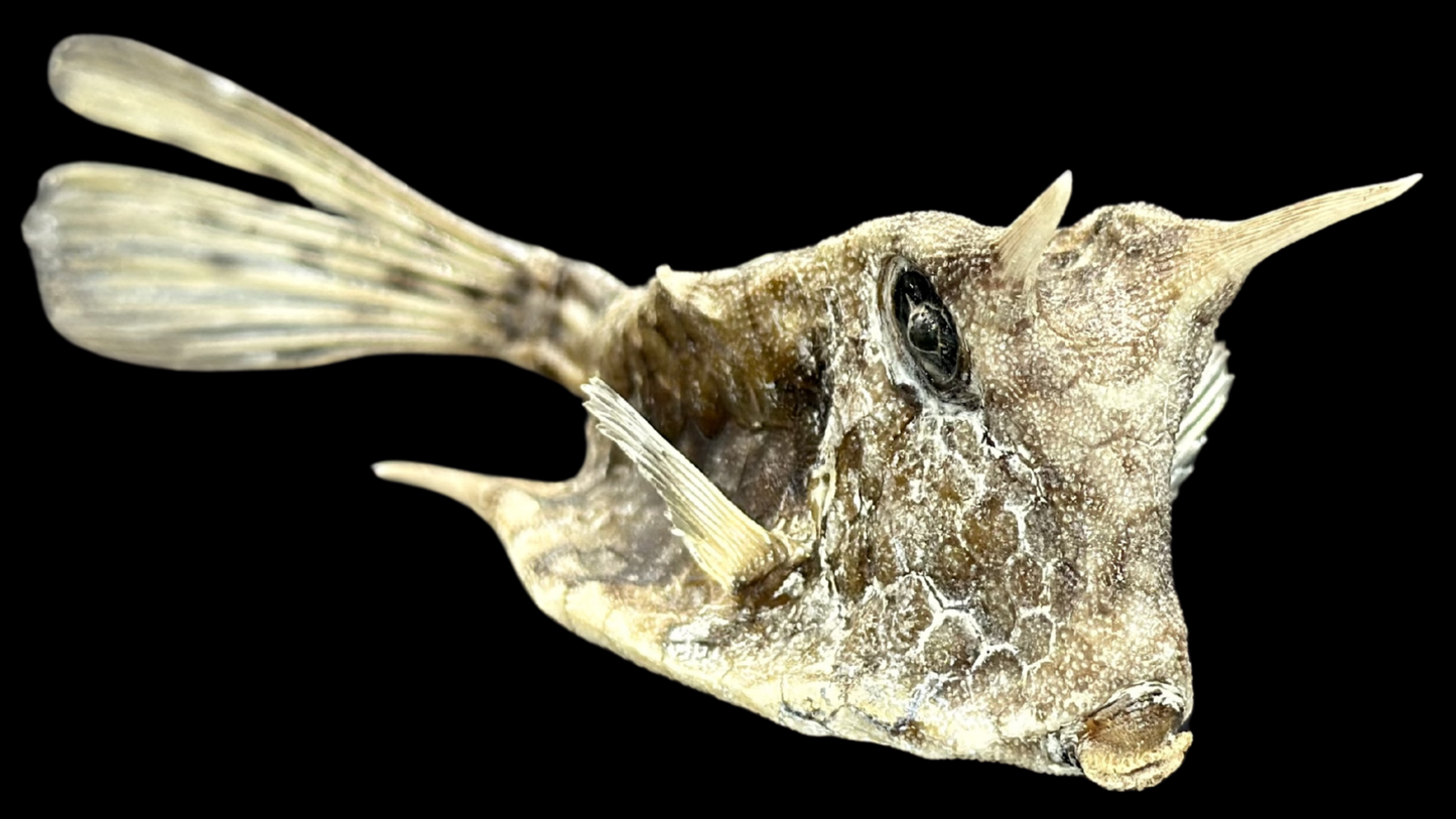 Longhorn Cowfish (Lactoria cornuta) | Preserved Fish Specimen | Real Longhorn Boxfish