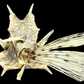 Longhorn Cowfish (Lactoria cornuta) | Preserved Fish Specimen | Real Longhorn Boxfish