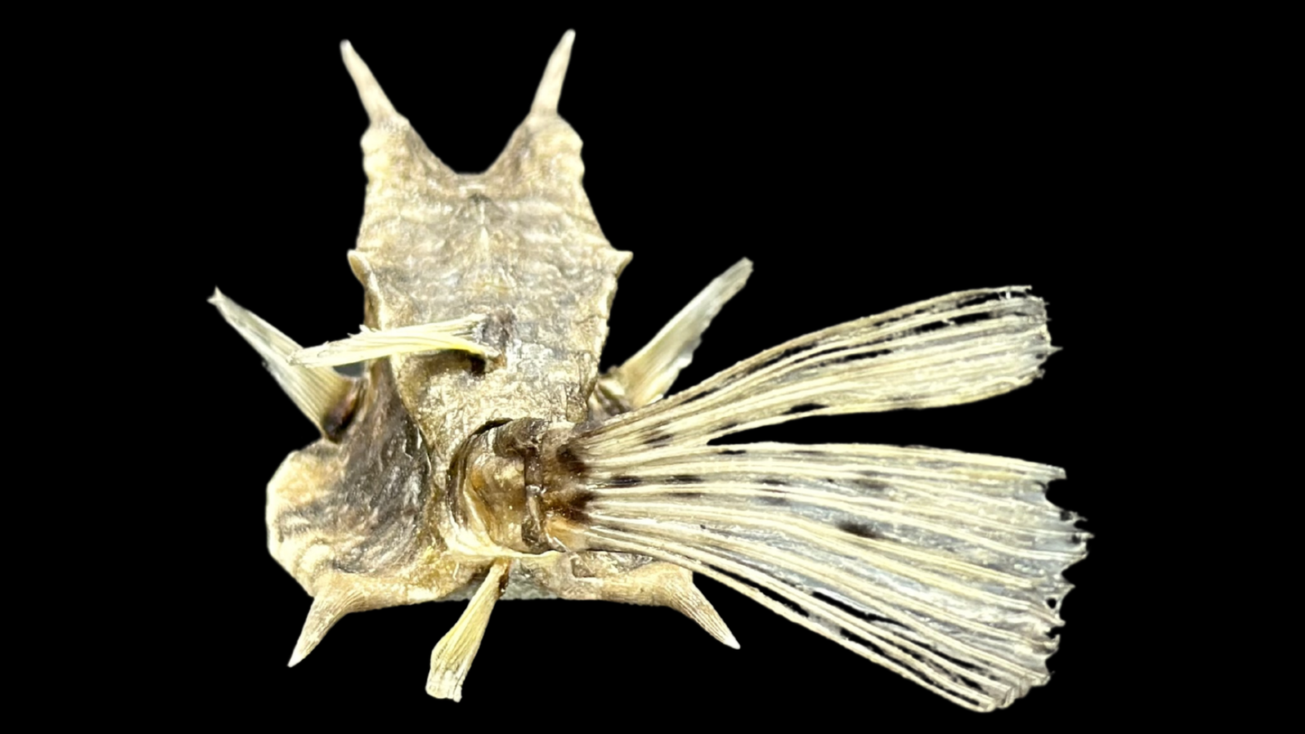 Longhorn Cowfish (Lactoria cornuta) | Preserved Fish Specimen | Real Longhorn Boxfish
