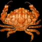 Lumpy Rock Crab (Euxanthus exsculptus) | Preserved Crab Specimen | Real Gorilla Crab