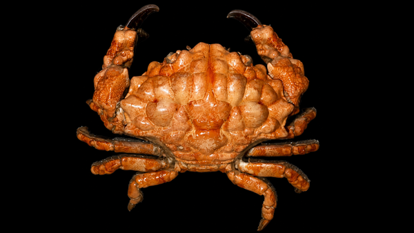 Lumpy Rock Crab (Euxanthus exsculptus) | Preserved Crab Specimen | Real Gorilla Crab