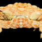 Lumpy Rock Crab (Euxanthus exsculptus) | Preserved Crab Specimen | Real Gorilla Crab