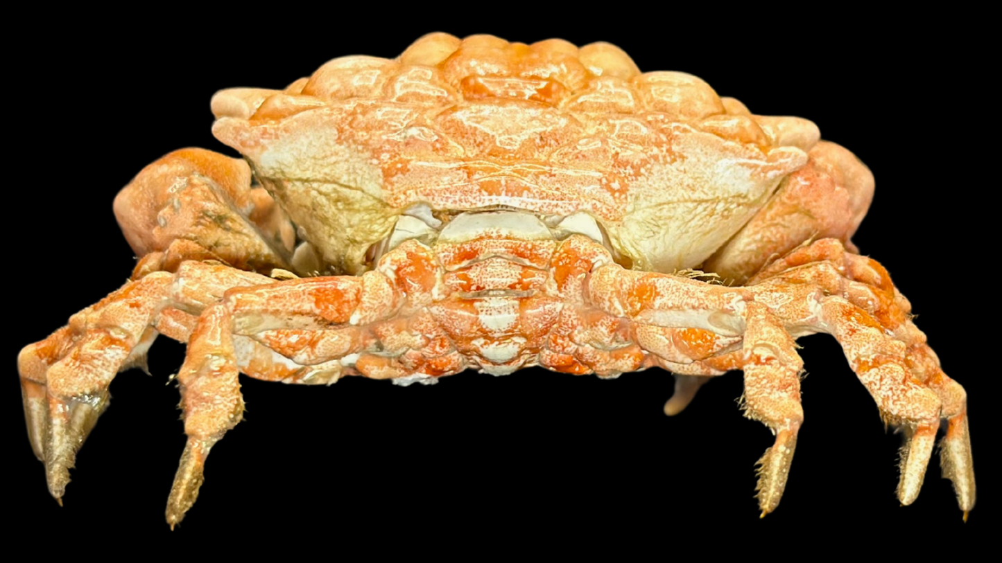 Lumpy Rock Crab (Euxanthus exsculptus) | Preserved Crab Specimen | Real Gorilla Crab